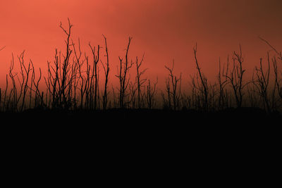 Silhouette plants against sky during sunset