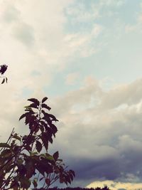 Low angle view of flowering plant against cloudy sky