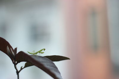 Close-up of lizard on plant