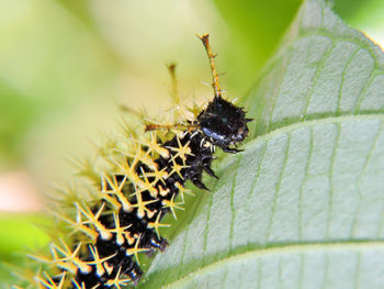 Close-up of insect on plant