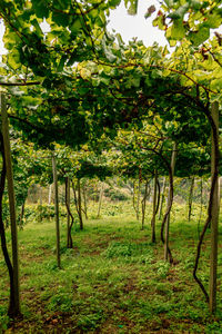 Trees on field