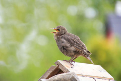 Close-up of bird perching on wood