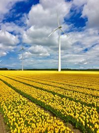 Windmills in tulip field against cloudy sky