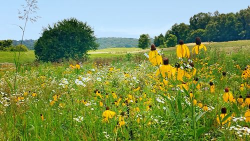 Rear view of sunflower field against clear sky