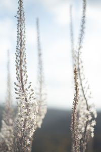 Blooming of squills at the carmel mountain, israel