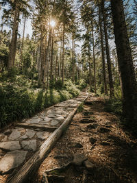 Walkway amidst trees in forest babia gora poland 