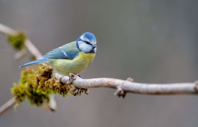 Close-up of bird perching on branch