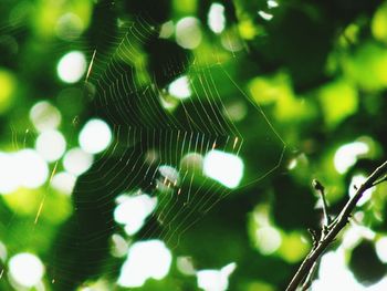 Close-up of spider web