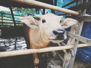 Portrait of cow on wood