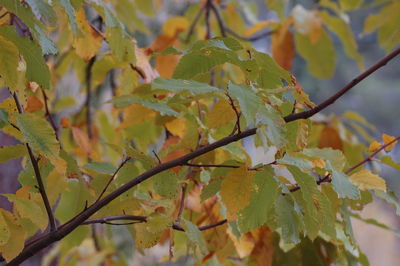 Close-up of autumnal leaves on tree