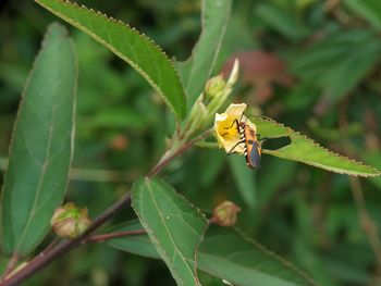Close-up of butterfly pollinating on leaf