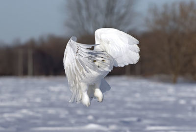 White bird flying over snow
