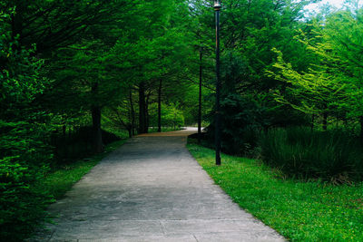 Empty road along trees in forest