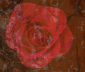 Close-up of red rose