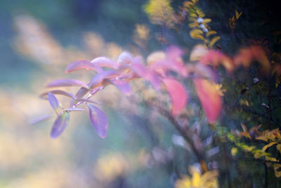 Close-up of plant against blurred background