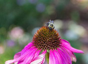 Close-up of bee on flower
