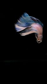 animal themes