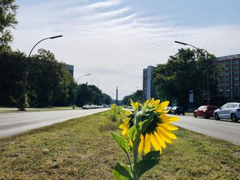 Yellow flowering plants by road in city against sky