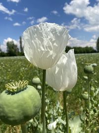 Close-up of white flowering plants on field