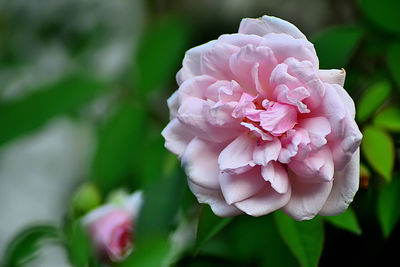 Close-up of pink rose