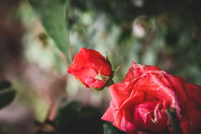 Close-up of red rose plant