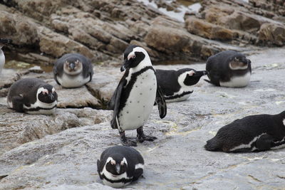 View of penguins on rocks