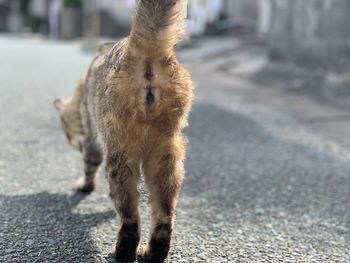 Close-up of a cat walking on road