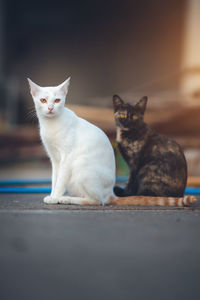 Portrait of cats sitting outdoors