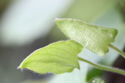 Close-up of green leaves