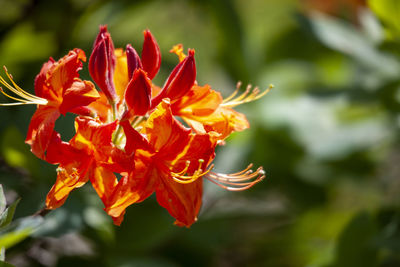 Close-up of orange flowering plant