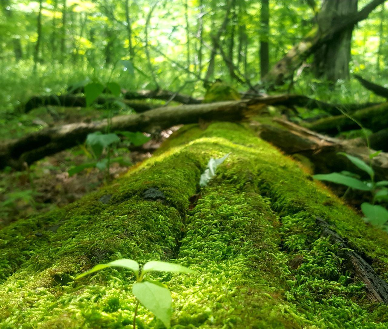 MOSS GROWING ON TREE TRUNK