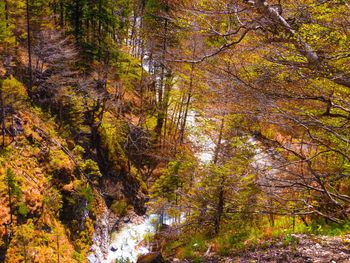 Trees in forest during autumn