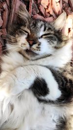 Close-up of cat sleeping