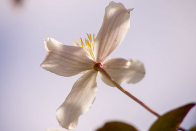 Close-up of fresh purple flower against sky
