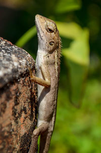 Close-up of lizard