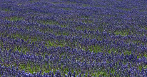 Full frame shot of purple flowering plants