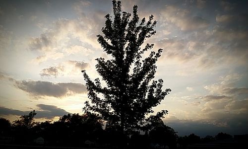 Low angle view of silhouette trees against sky at sunset