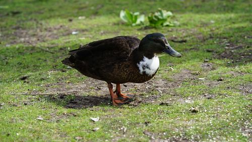 Close-up of an young duck on  green field in  spring