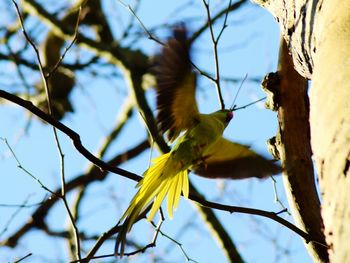 Low angle view of bird flying against sky