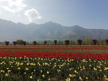 Scenic view of flowering field against sky