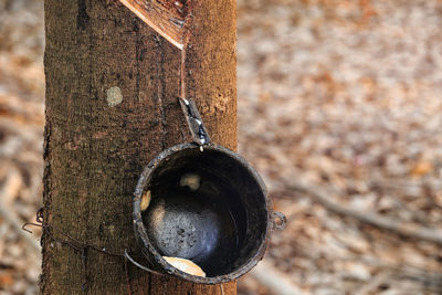 Close-up of carving on tree trunk