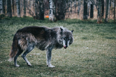 Deer standing on grassy field