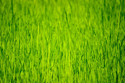 Full frame shot of fresh green field