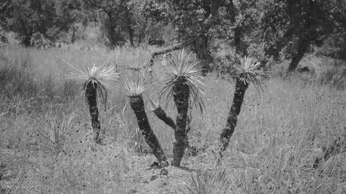 View of flowering plants on field