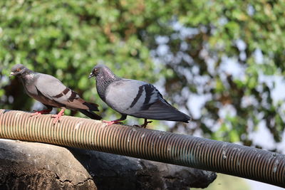 Full body of speed racing pigeon blurry green background.