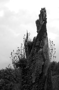 Dead tree on field against sky