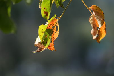 Close-up of yellow leaves on branch