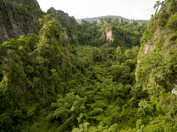 Scenic view of forest against sky