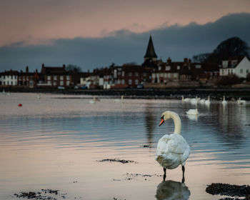 Sunrise as bosham quay with a swan standing in the foreground 