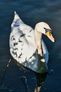 Swan swimming in lake